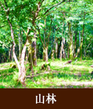 【不動産特集】山林